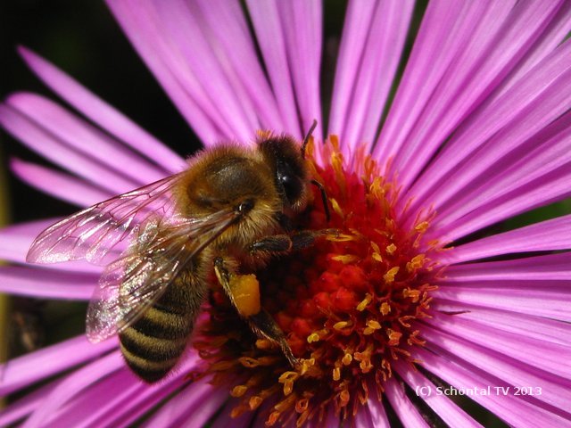 Biene mit Pollen im Oktober 2013 in Westernhausen