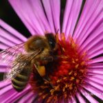 Biene mit Pollen im Oktober 2013 in Westernhausen