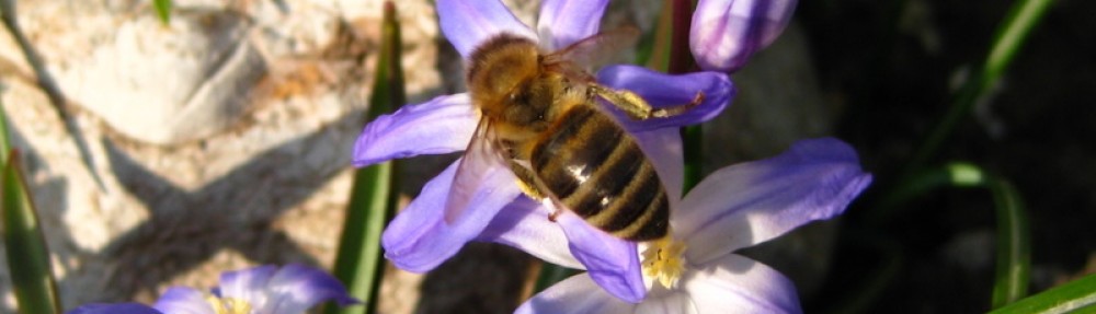 Bienenzüchterverein Mittlerer Jagstgau Westernhausen e.V.
